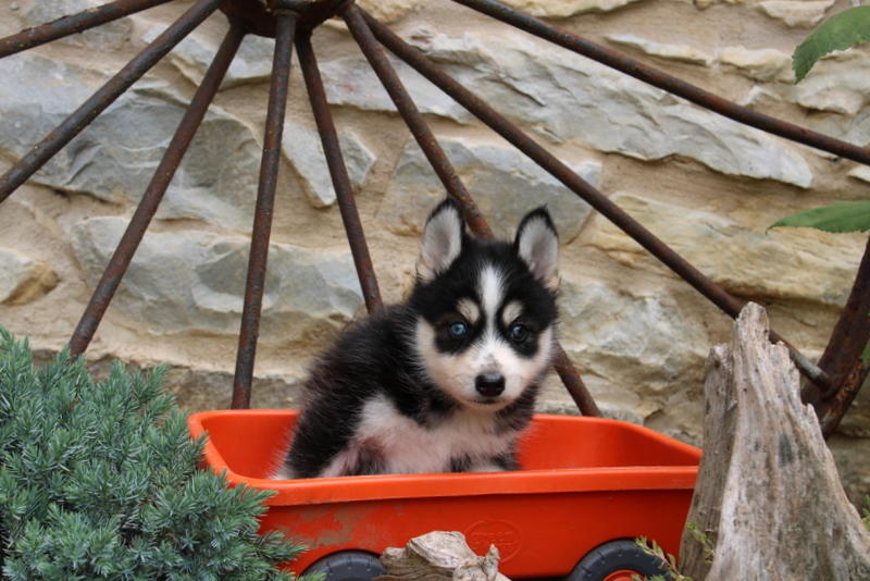 puppy, for, sale, Pomsky, Matthew B. Stoltzfus, dog, breeder, Gap, PA, dog-breeder, puppy-for-sale, forsale, nearby, find, puppyfind, locator, puppylocator, aca